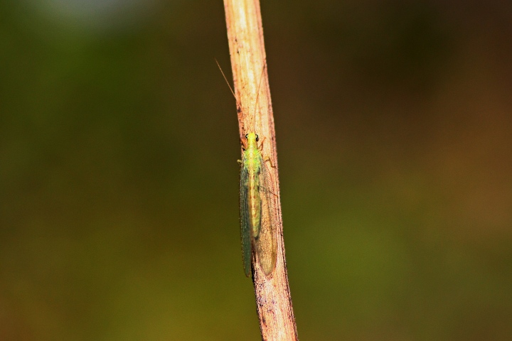 Chrysoperla.....?